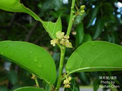 Glochidion lanceolatum