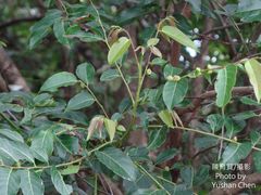 Glochidion lanceolatum