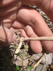 Philibertia gilliesii