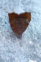 Choreutis achyrodes