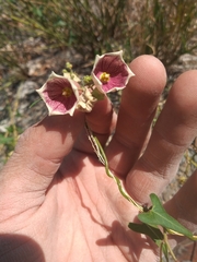 Philibertia gilliesii