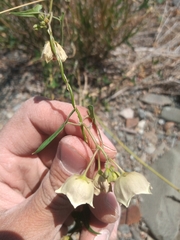Philibertia gilliesii