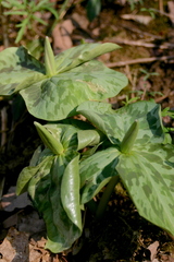 Trillium luteum