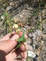 Philibertia gilliesii