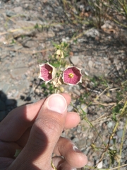 Philibertia gilliesii