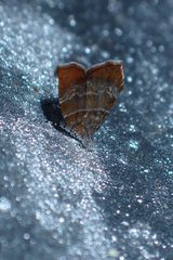 Choreutis achyrodes