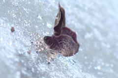 Choreutis achyrodes