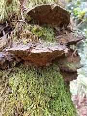 Porodaedalea