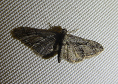Eupithecia ericeata