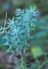 Thymelaea ruizii