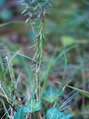 Thymelaea ruizii
