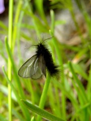 Ptilocephala muscella