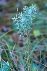 Thymelaea ruizii