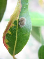 Chrysopidae