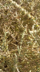 Salsola incanescens