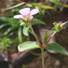 Schwackaea cupheoides