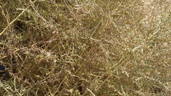 Salsola incanescens