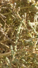 Salsola incanescens