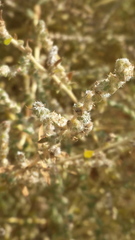 Salsola incanescens