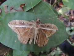 Hemeroblemma opigena