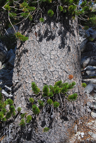foxtail pine