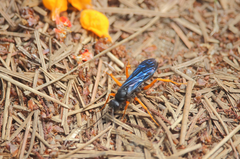 Sphictostethus xanthopus