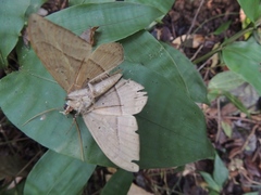 Hemeroblemma opigena