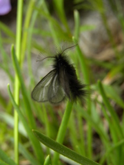 Ptilocephala muscella
