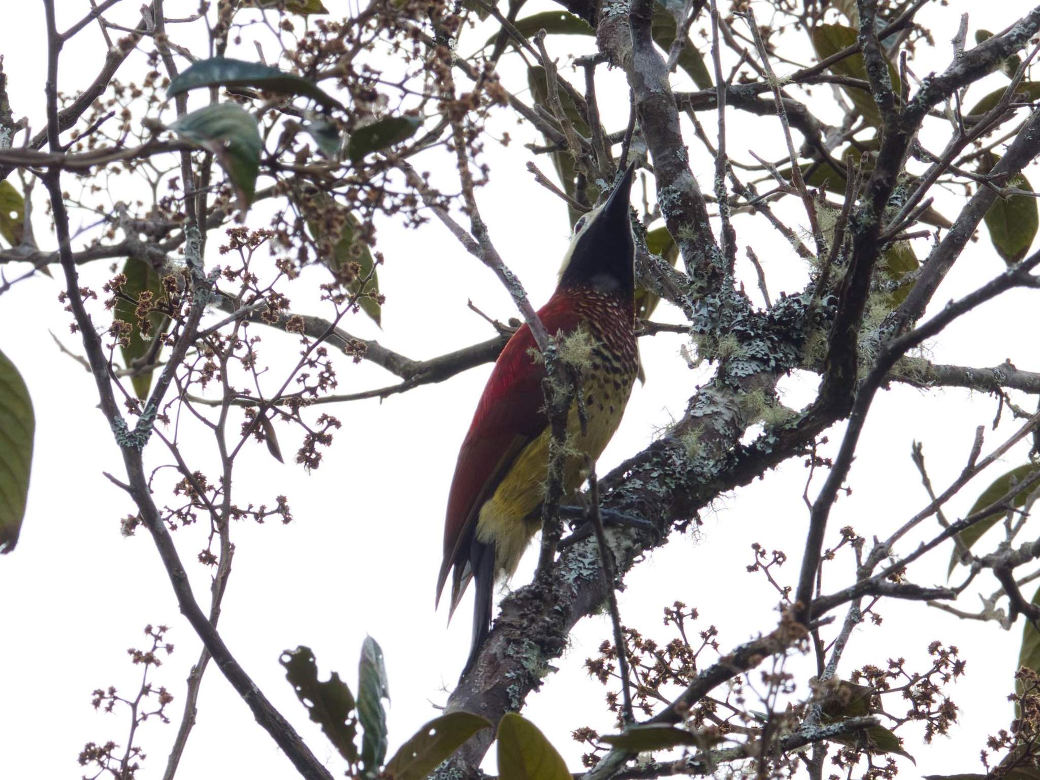 Colaptes rivolii image