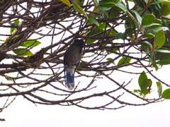 Chalcostigma herrani