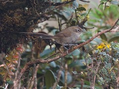 Asthenes griseomurina