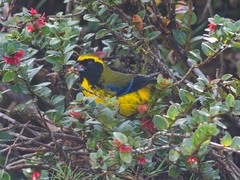 Masked Mountain-Tanager photo 3
