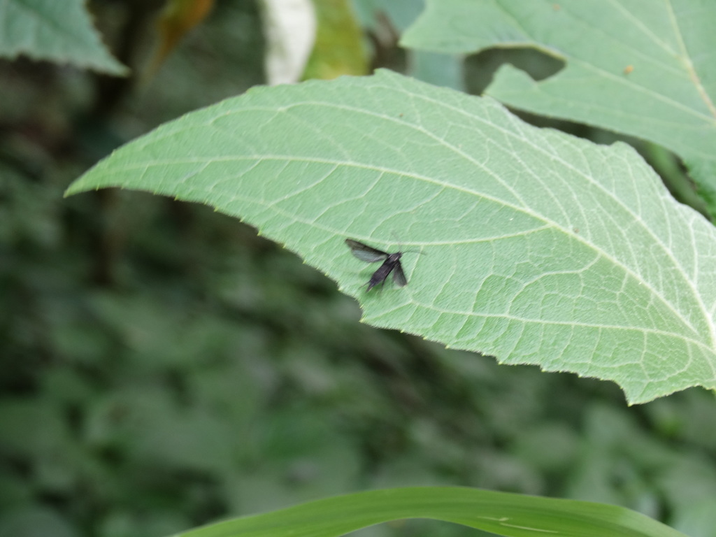 Carmenta bibio