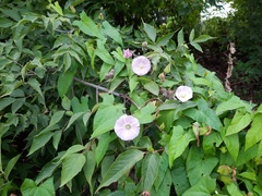 Calystegia sepium spectabilis