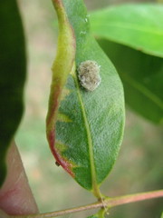 Chrysopidae