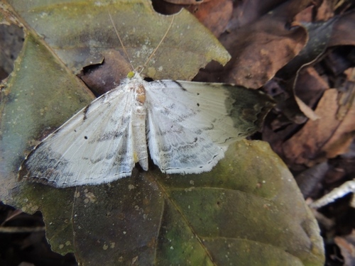 Macrodes columbalis