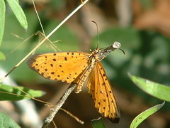 Pardopsis punctatissima