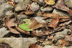 Marpesia merops