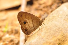 Hermeuptychia harmonia