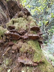 Porodaedalea