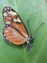 Napeogenes tolosa tolosa