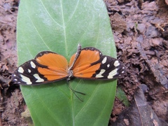 Napeogenes tolosa tolosa
