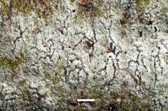 Enterographa subserialis