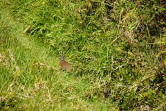 Margaroperdix madagarensis