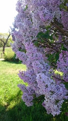 Syringa vulgaris