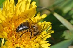 Apis mellifera