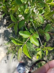 Lonicera maackii