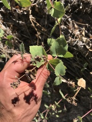 Guardiola platyphylla