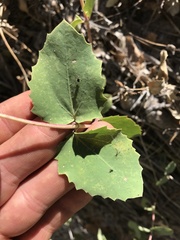 Guardiola platyphylla