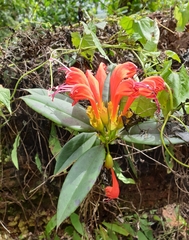 Aeschynanthus fulgens